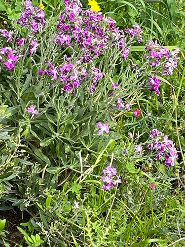 Levkojen — Bild 4