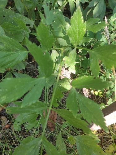 levistico — Bild 4