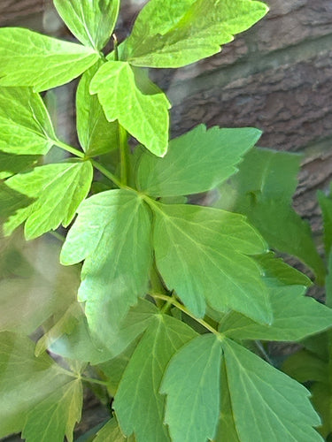 levistico — foto 3 di 10