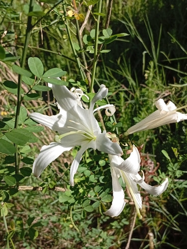 Gigli — Bild 1