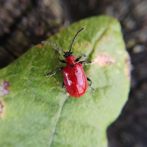 Pollo al giglio — Bild 4
