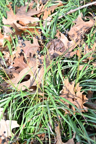 Naturaufnahme - Bild 1