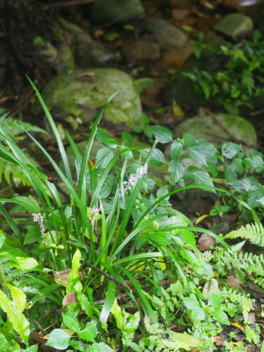 Naturaufnahme - Bild 3