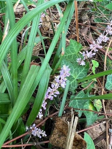 Naturaufnahme - Bild 5