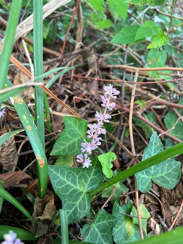 Naturaufnahme - Bild 6