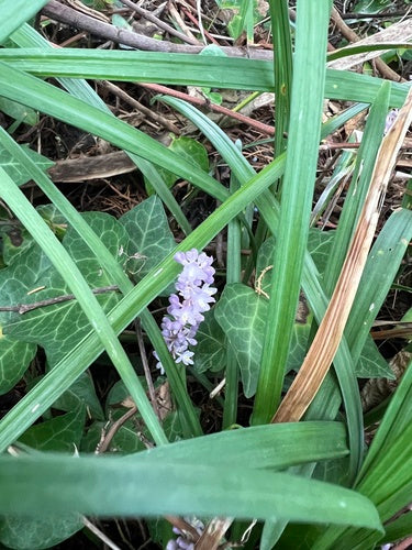 Grappolo di gigli — Bild 2