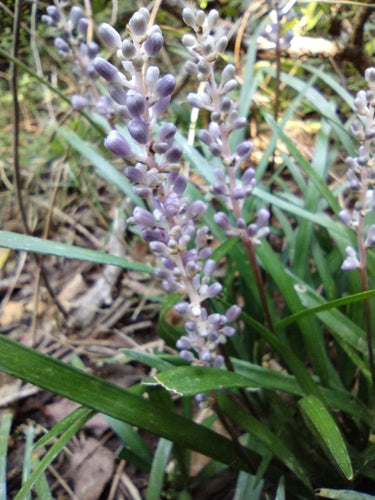 Naturaufnahme - Bild 8