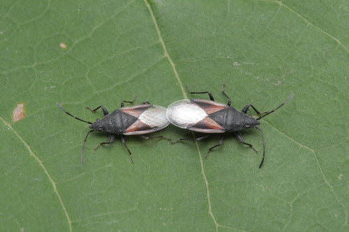 Cimice del tiglio — Bild 5