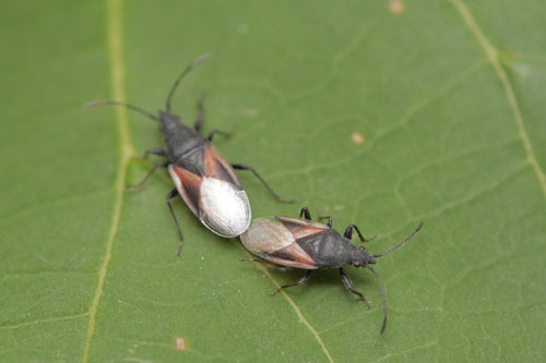 Cimice del tiglio — Bild 4