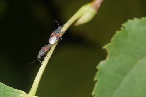 Cimice del tiglio — Bild 3
