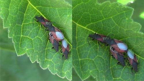 Cimice del tiglio — Bild 2