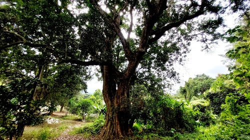 Albero di litchi — Bild 5
