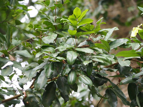 Albero di litchi — Bild 3