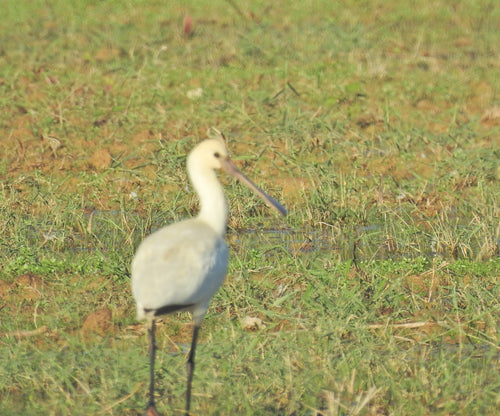 Loeffler — foto 5 di 9