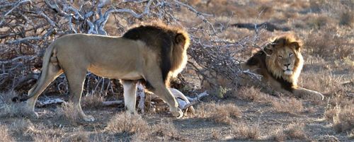 Leone — Bild 4