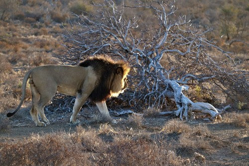 Leone — Bild 3