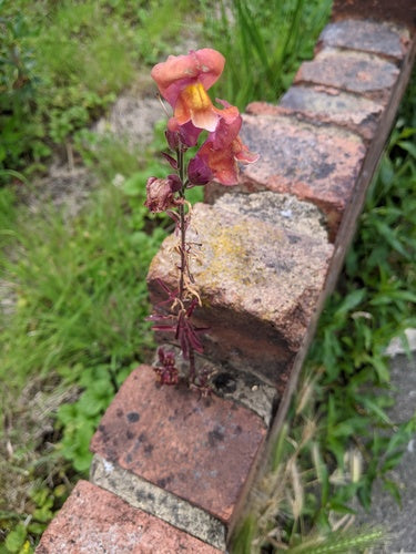 Bocche di leone — Bild 5