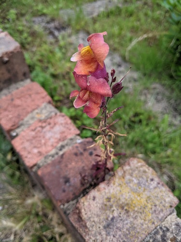Bocche di leone — Bild 4