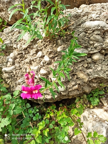 Bocche di leone — Bild 3