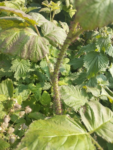 Loganberry — Bild 4