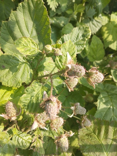 Loganberry — foto 3 di 6