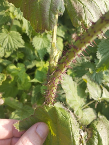 Loganberry — Bild 2