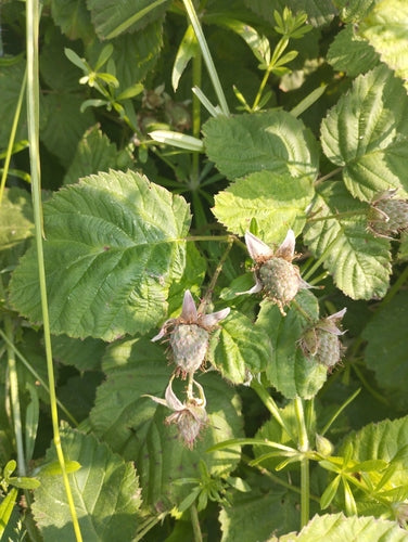Loganberry — Bild 1