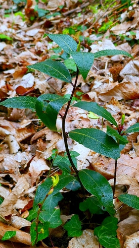alloro — Bild 3