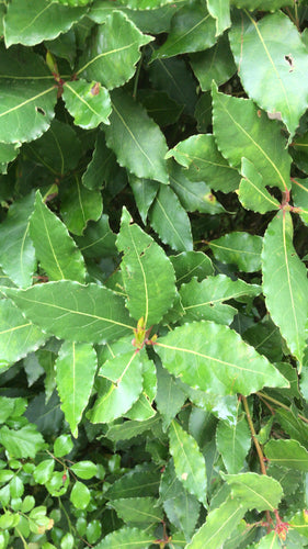 alloro — Bild 4