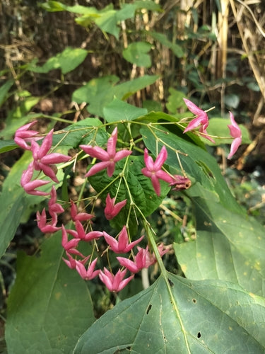 Losbaum — foto 4 di 10