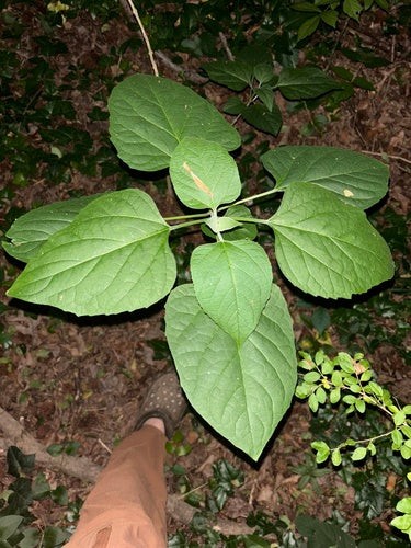 Losbaum — foto 3 di 10