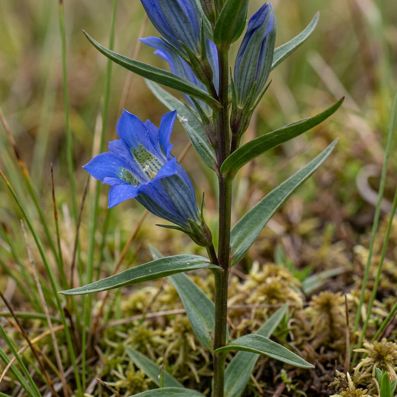 Lungen-Enzian (Gentiana pneumonanthe), illustrazione IA