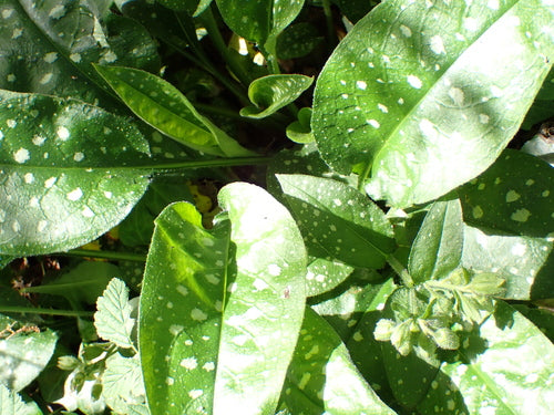 Polmonaria — Bild 4