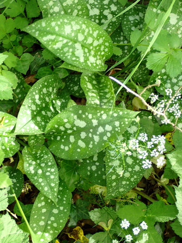 Polmonaria — Bild 5