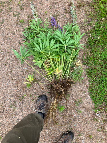 Lupini — Bild 4