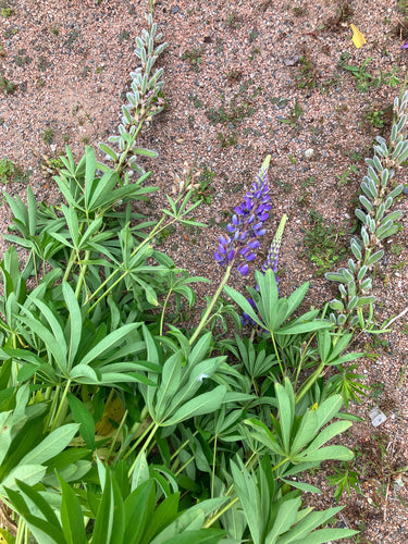 Lupini — foto 2 di 8
