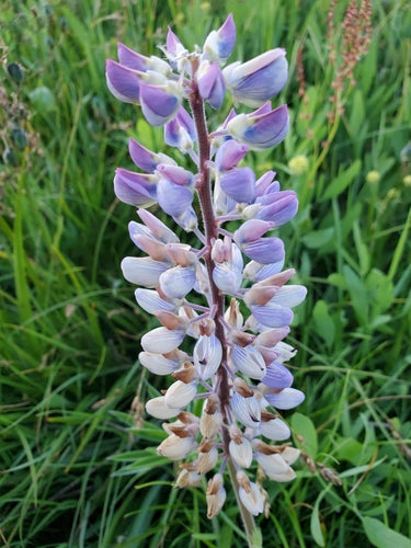 Lupini — foto 1 di 8