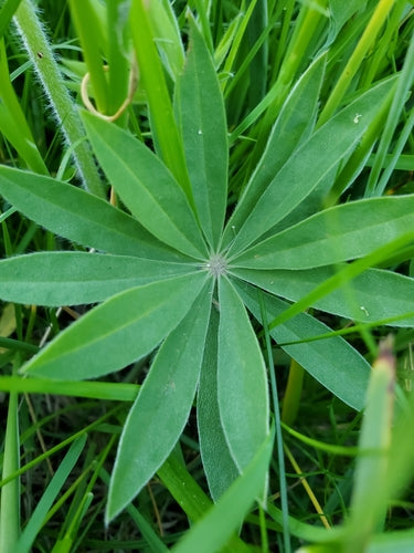 Lupini — Bild 5