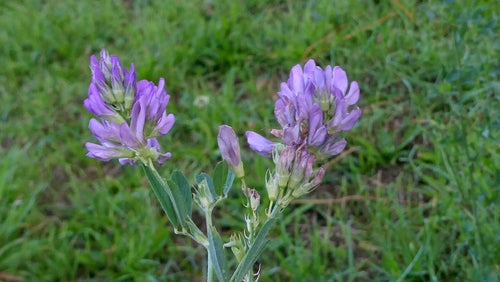 erba medica — Bild 4