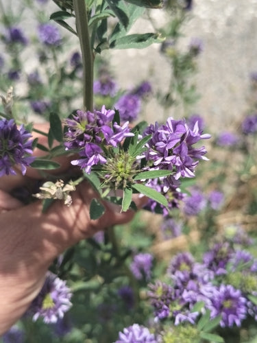 erba medica — Bild 2