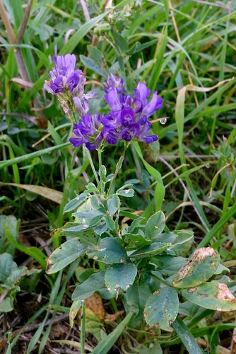 erba medica — Bild 3