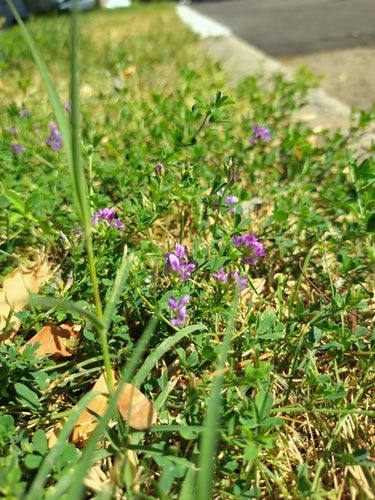 erba medica — Bild 5