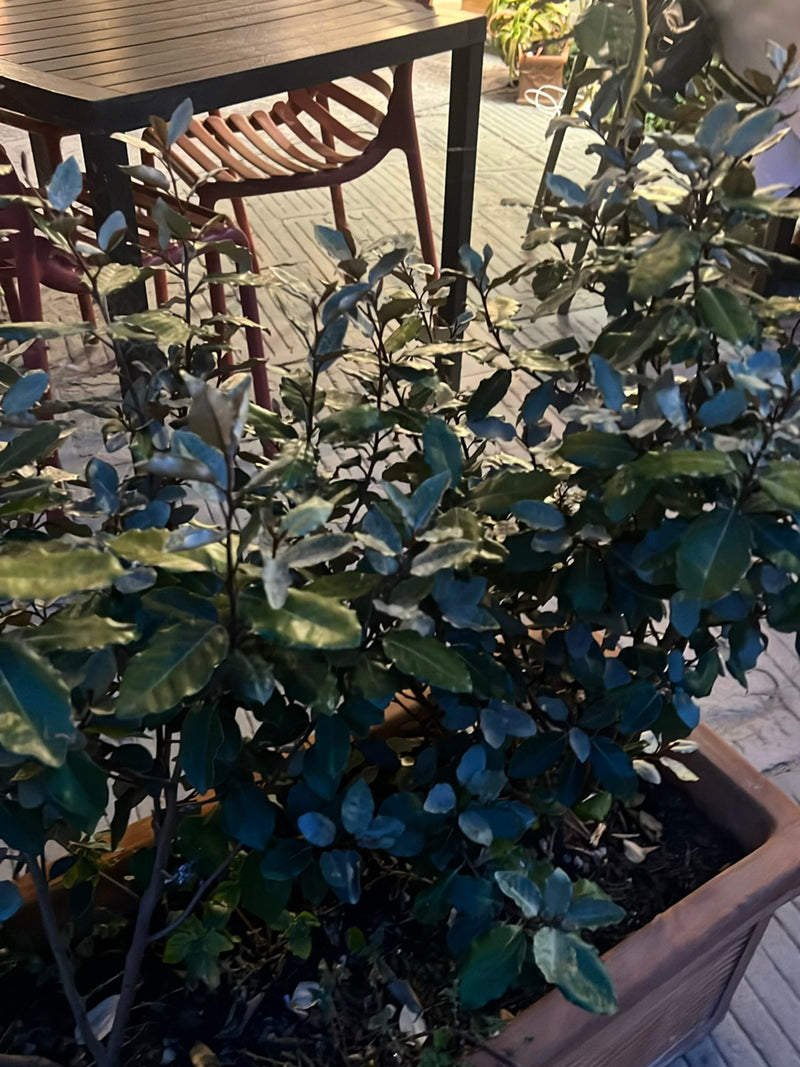 Si vede un Eleanor elaeagnus con fogliame denso in una fioriera marrone su una terrazza. La pianta è in primo piano davanti a tavoli e sedie.