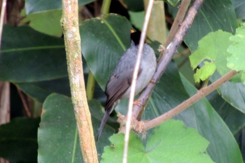 Bulbul del Madagascar — foto 3 di 8