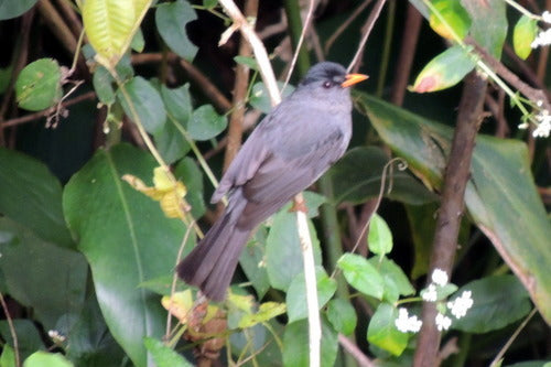 Bulbul del Madagascar — foto 4 di 8