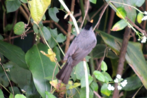 Bulbul del Madagascar — foto 2 di 8
