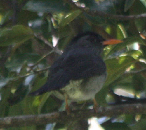 Bulbul del Madagascar — foto 1 di 8