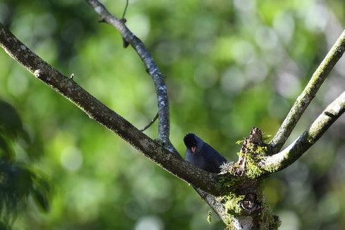 Bulbul del Madagascar — foto 5 di 8