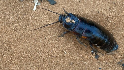 Scarafaggio del Madagascar — Bild 3
