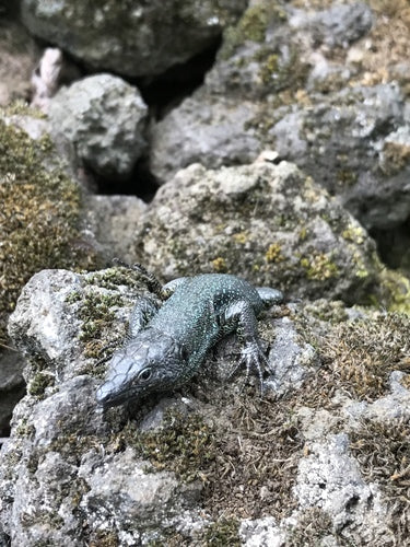 Lucertola muraiola di Madeira — Bild 3